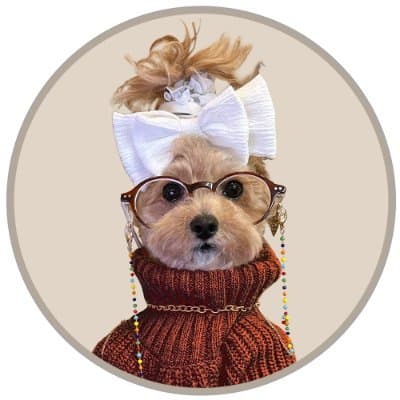 noodles the pooch coin