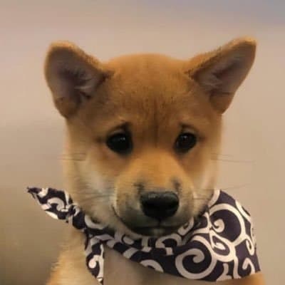 dogwifscarf