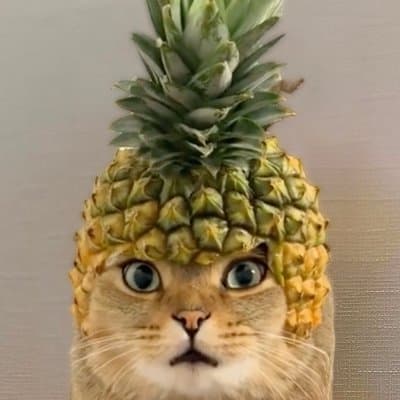 Pineapple Cat