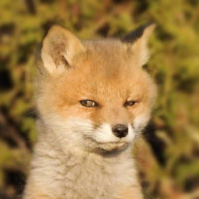 karbon 🐺🦊