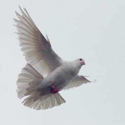 鳩prince